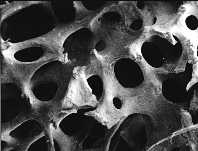 Coral.jpg (6011 octets)