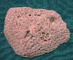 Porites1.jpg (4905 octets)
