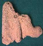 Porites2.jpg (5356 octets)