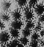 Poritesp.jpg (6644 octets)